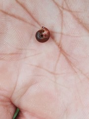 Satsuma