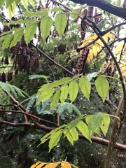 Podranea ricasoliana