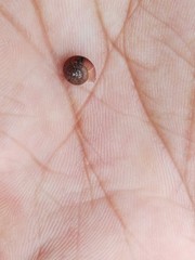 Satsuma