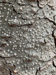 Pertusaria subambigens