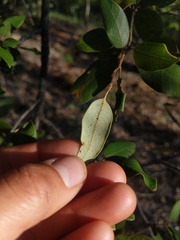 Andricus vacciniifoliae