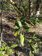 Andricus vacciniifoliae