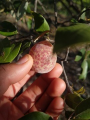 Andricus vacciniifoliae