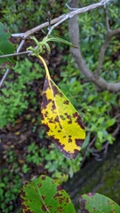 Mycosphaerella colorata