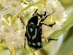Chlorobapta frontalis