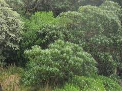 Brachyglottis stewartiae