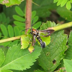 Nokona pilamicola