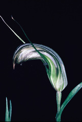Pterostylis truncata