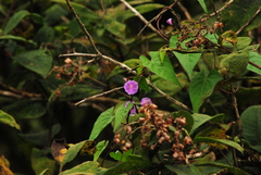 Ipomoea dumetorum