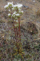 Gentianella corymbifera gracilis
