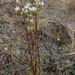 Gentianella corymbifera gracilis - Photo (c) John Barkla, algunos derechos reservados (CC BY), subido por John Barkla