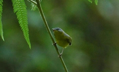 Phylloscopus xanthoschistos