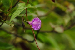 Ipomoea dumetorum