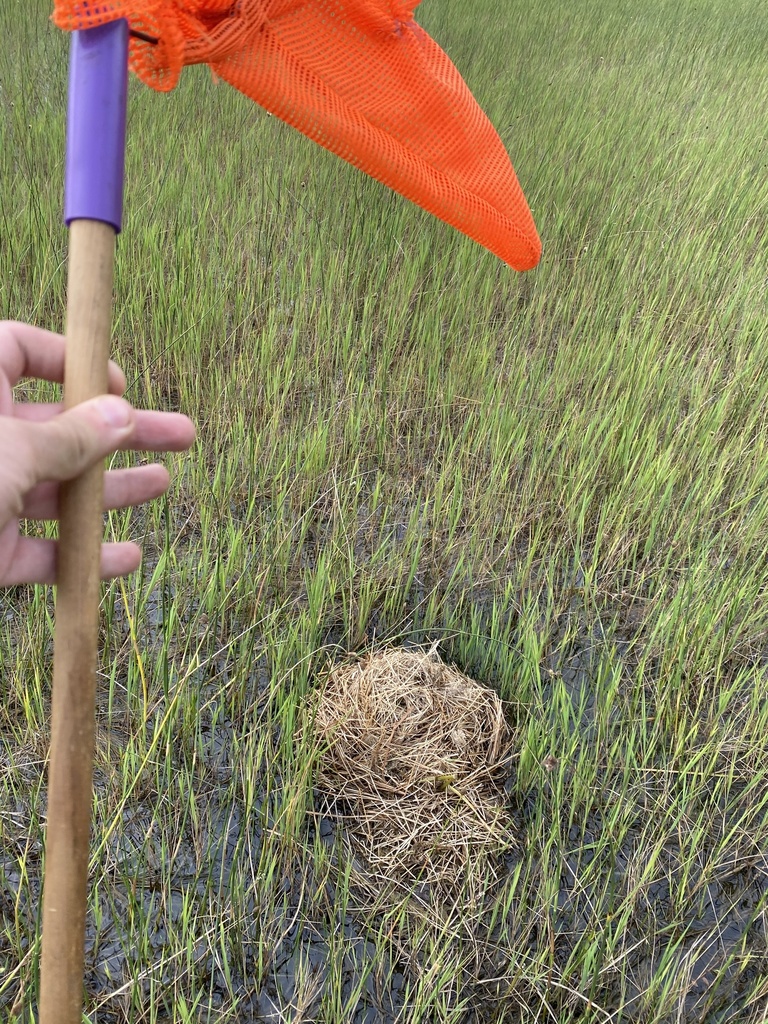 Round-tailed Muskrat from Lake Barco, Hawthorne, FL, US on May 10, 2021 ...