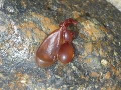 Botryocladia pseudodichotoma