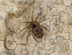 Oecobius maculatus