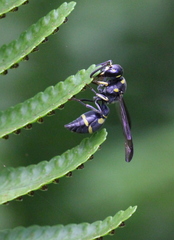 Apodynerus formosensis