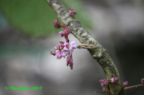 Rhynchotechum obovatum