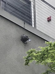 Megascops kennicottii