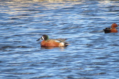 Spatula clypeata × cyanoptera