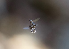 Empis aerobatica