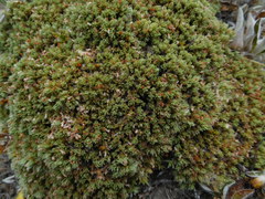 Pimelea sericeovillosa pulvinaris