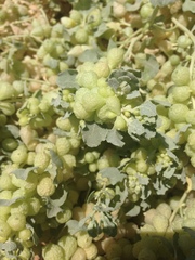 Atriplex spongiosa