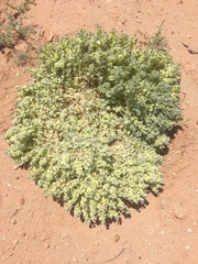 Atriplex spongiosa