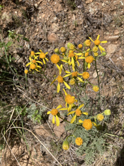 Packera eurycephala lewisrosei