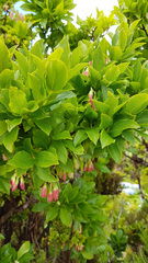 Vaccinium cylindraceum