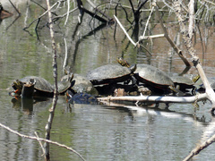 Trachemys scripta elegans