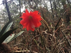 Disocactus speciosus speciosus