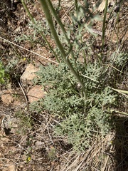 Packera eurycephala lewisrosei