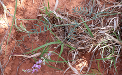 Astragalus gracilis