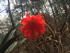 Disocactus speciosus speciosus