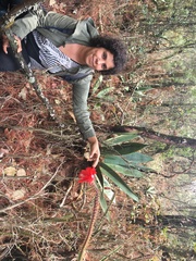 Disocactus speciosus speciosus