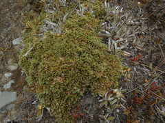 Pimelea sericeovillosa pulvinaris