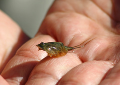 Triops mauritanicus