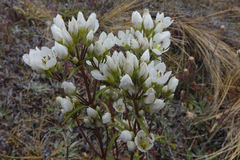 Gentianella corymbifera gracilis