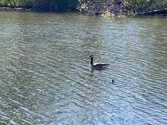 Branta canadensis