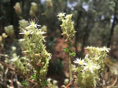 Sedum frutescens
