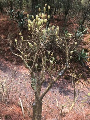 Sedum frutescens