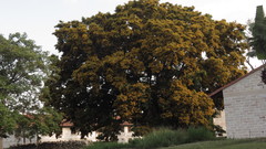 Pterocarpus rotundifolius