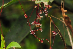 Cuscuta grandiflora