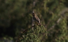 Leucosticte nemoricola