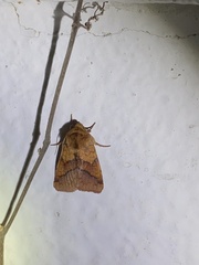 Pyrrhia