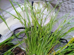 Carex planispicata