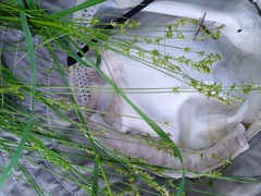 Carex texensis
