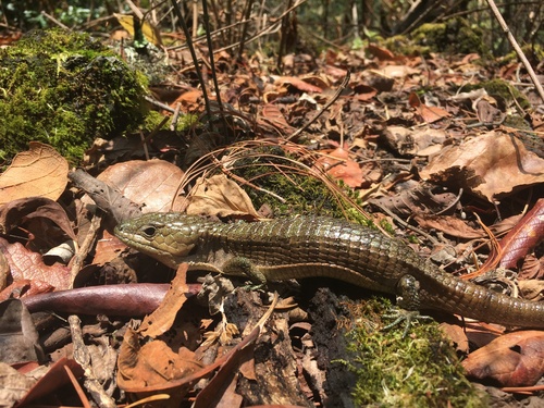 Herrera's Alligator Lizard