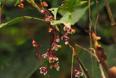 Cuscuta grandiflora